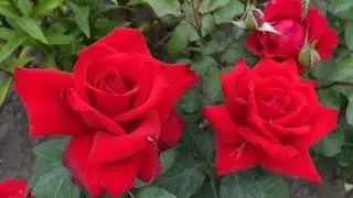 ЦВЕТЕНИЕ РОЗ 2022🌹🥰.💣💣💣💥💥💥💣💣💣💥💥💥💣💣💣🌹🌹🌹