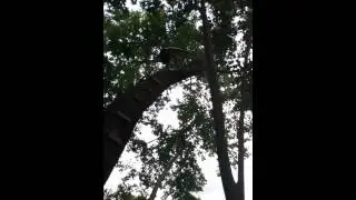 Swinging