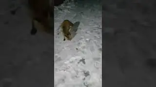 Жители кормят дикую лису в Глазовском районе.