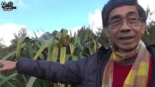 Prince Sisowath Thomico in New Zealand 2017 - Now a member of Senate