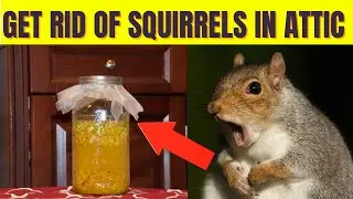 How To Get Rid of Squirrels in Attic Naturally / Squirrel Deterrent Home Remedies