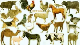 Domestic Animals Name, Meaning & Image | Domestic Animals Vocabulary