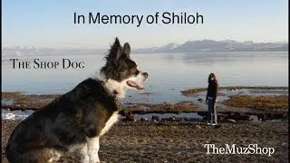 In Memory of Shiloh 