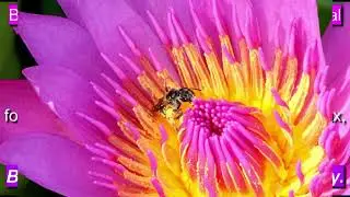 Essential #exciting #energy 49  | Honey #bees inside ? Find Lotus | Top musical #2023 #soundsurprise