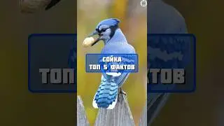 сойка топ 5 фактов #факты #животные #топчик #интересно