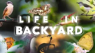 Life in Backyard: A Short documentation of Urban Wildlife filmed in my home Backyard