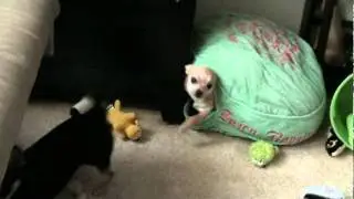 Magic Trick - Count The Dogs