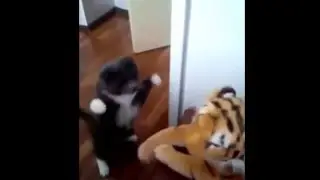 Ненависть Кота к Тигру!! Cat vs. Tiger!