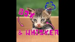 Box and Whisker