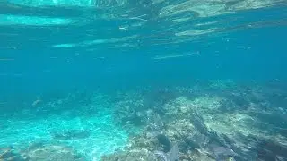 Snorkeling Sombrero Key Reef