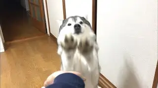 Siberian Husky keeping miss “shake hand” over and over again