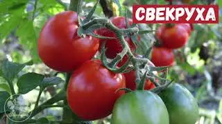 Поучительная история | 