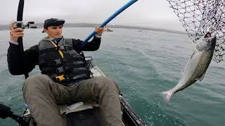 Wild King Salmon Fishing the California Coast