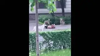 Берсерк в real life человек не властен даже над своей волей 