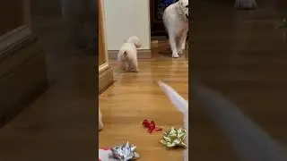 English Cream Golden Retriever Puppies Playing