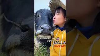 The cow that loves the girl most #animals #love #shorts