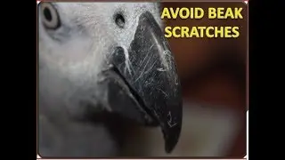 How to avoid scratches  & care your pet bird's beak