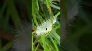 Buchen-Streckfuß