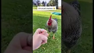 Funny Memes part 5!  #funnymemes #jokesmemes #trytonotlough #shorts
