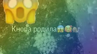 Кнопа родила😱🥰🐌