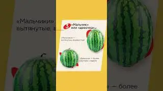 Как не прогадать с арбузом? По каким признакам определяете вы?