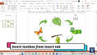 MS PowerPoint Activity Life Cycle of Butterfly