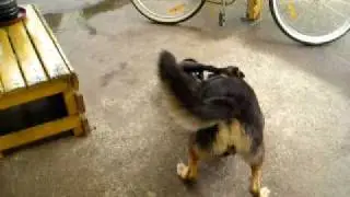video del  Flash y el Coky