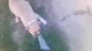 kutyuk2 új fajták