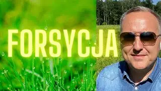 Nalewka z Forsycji - dla zdrowia i urody