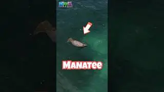 Kids Snorkel with a Manatee (Almost!) | Puerto Rico Adventure on Vieques Island