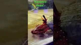 Рак отшельник красный большой
