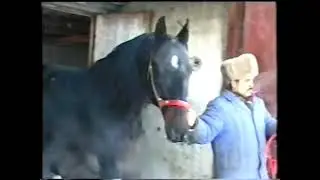 Цыганский Фермер и Коневод Часть 2 💥💥💥💥💪💪💪💪