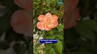 Херсонські вулиці в останні дні літа❤️ Відео: Олександр Андрющенко