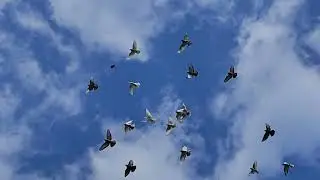 1.09.2024г Обзор и Выпуск Новичков  ч. 1