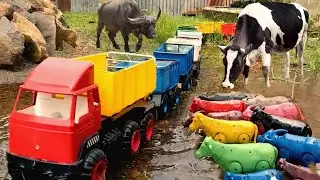 MENEMUKAN SAPI KURBAN YANG TERJEBAK BANJIR MUATAN TRUK GANDENG PANJANG