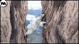 This is the reason why a goat risks its life