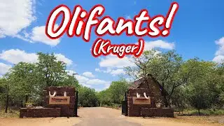 Olifants Rest Camp! Ep 431