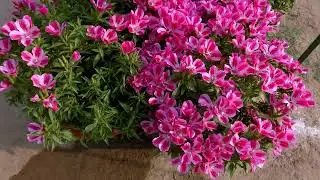 The Godetia Big Flower Plants