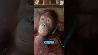 Help Orangutans like Budi This #InternationalOrangutanDay