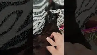 кот обормот #music #cat #shorts