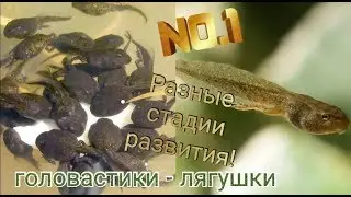 Tadpoles at different stages of development. Frogs