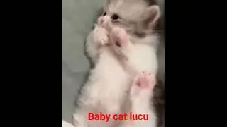 hewan paling lucu baby cat lucu banget#shorts #kucinglucu #kucing