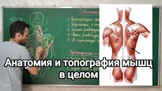 Анатомия мышцы в целом. Anatomy of the muscle as a whole