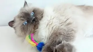 Cute and Pleasant Ragdoll Cat Moments!