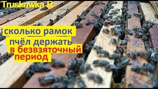 #Пчёлы