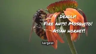 3 of the World’s Deadliest Insects: Fire Ant, Mosquito, and Asian Hornet! 世界三大之最: 致命昆虫