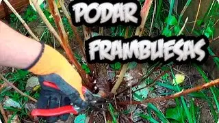 How To Prune Raspberry