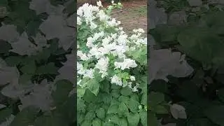 Beautiful paper flowers