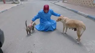 The stray dog ​​is shy of men and Cute with the ladies.