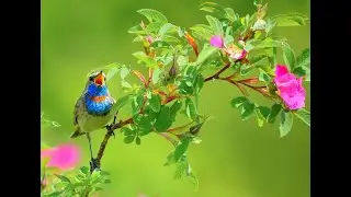 Лето, пение птиц в лесу, природа.